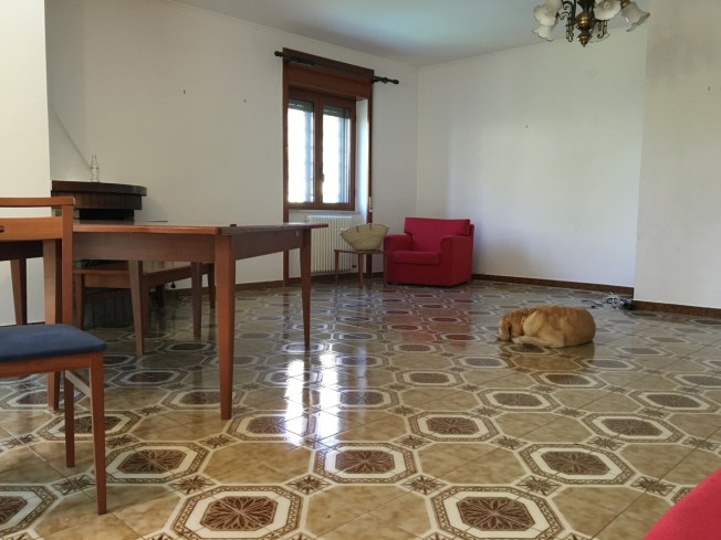 Moving house is hard on the pets