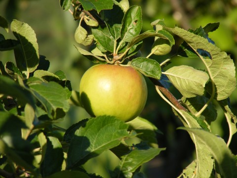 Privacy ... and the Garden of Eden