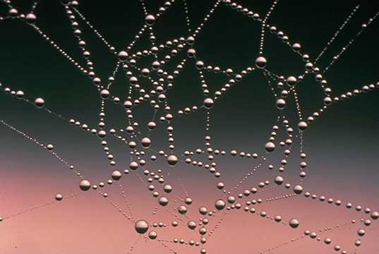 Caught in the web Photo Credit:US Fish and Wildlife Service