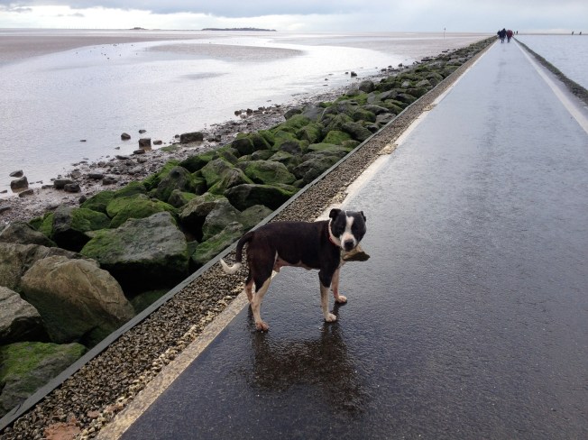 Damp even for a dog - the marine lake in West Kirby