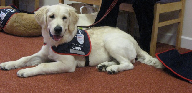 Hounds for Heroes -'Cadet'