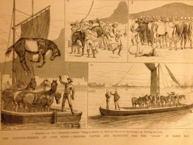 Horses arriving in Cape Town 