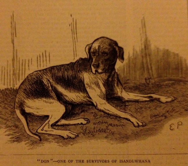 Don - survivor of Isandlwana with two assegai wounds on his back. His British master was killed.