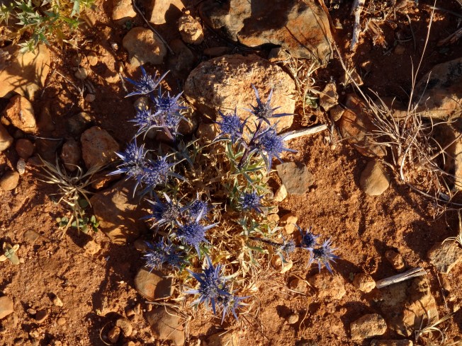 Plant on the cliffs at Sagres