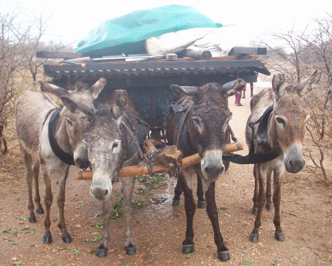 Beit Bridge donkeys carrying a folded house
