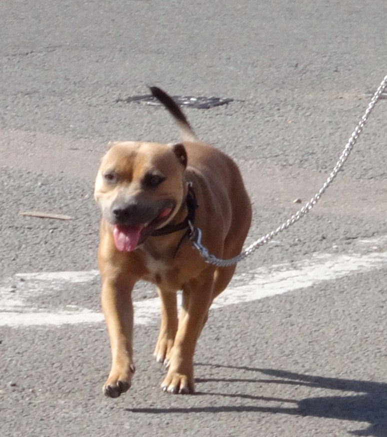 Dinah brings them home at the end of another ZANE walk.