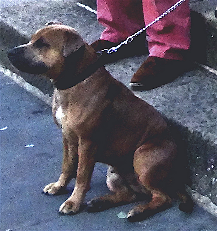 Dinah - ZANE supporter