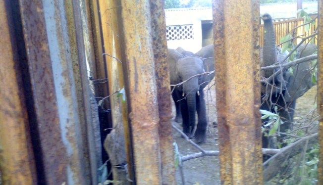 Two of the young elephants currently held in bomas outside Hwange National Park