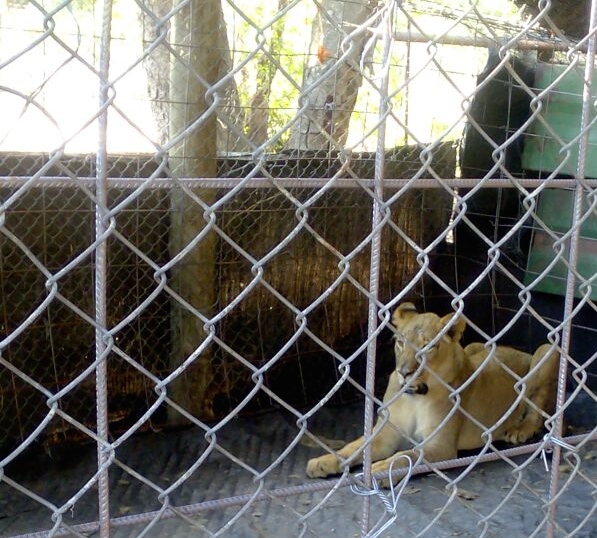 "The capture from the wild and export of African elephants and lions is a conservation issue that should be a major concern to CITES Parties."