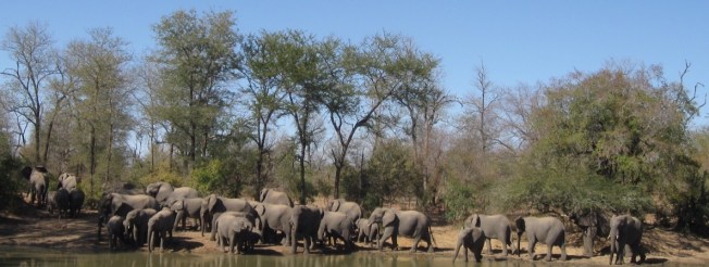 Wild elephants in Zimbabwe