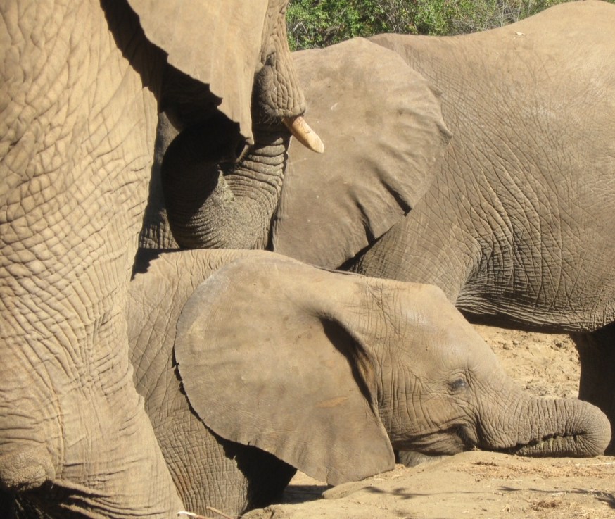 Elephant calf at peace