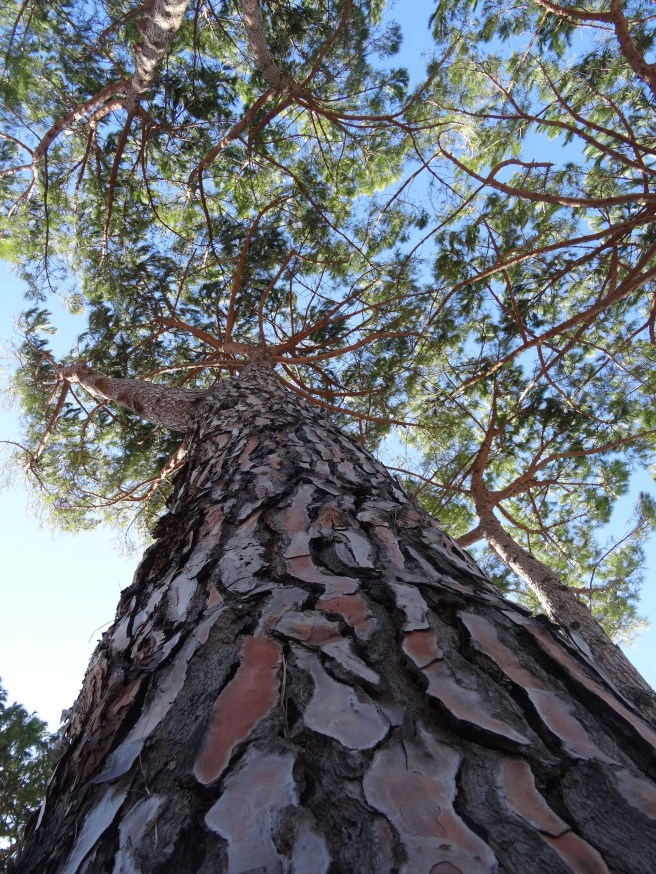 A pine at Paestum