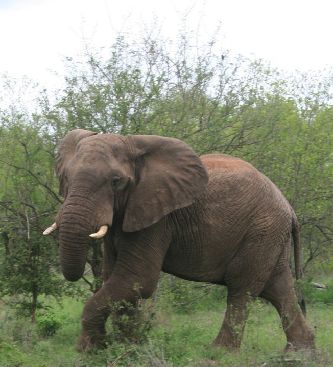 Wild African elephant