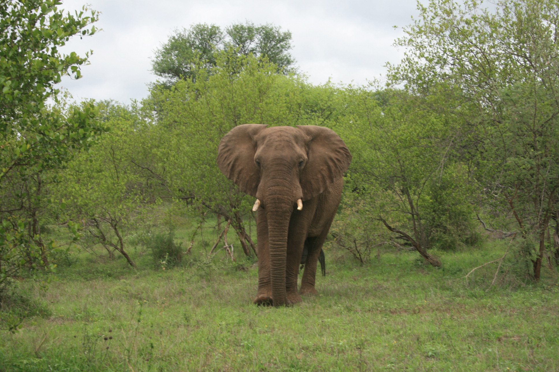 An African elephant at home - photograph taken by Frederik Ahlefeldt-L-L