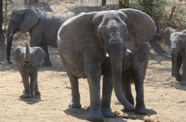 Zimbabwe's elephants