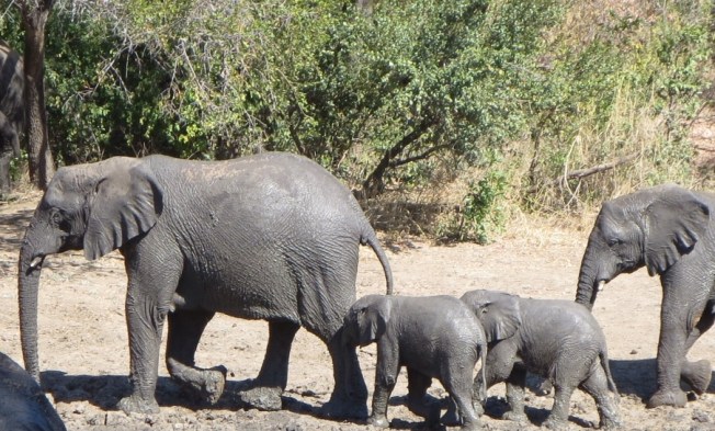 Family of elephants in Zimbabwe