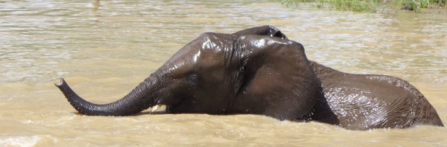 Young elephant swimming