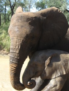 Close family bond between elephants