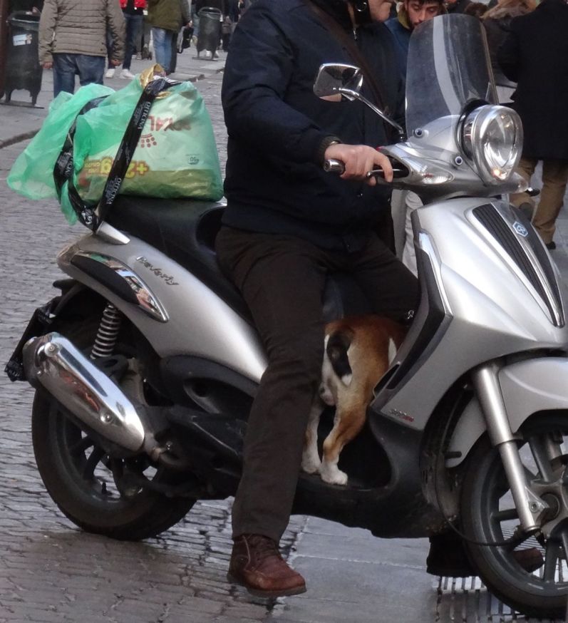A dog out for a ride in Naples