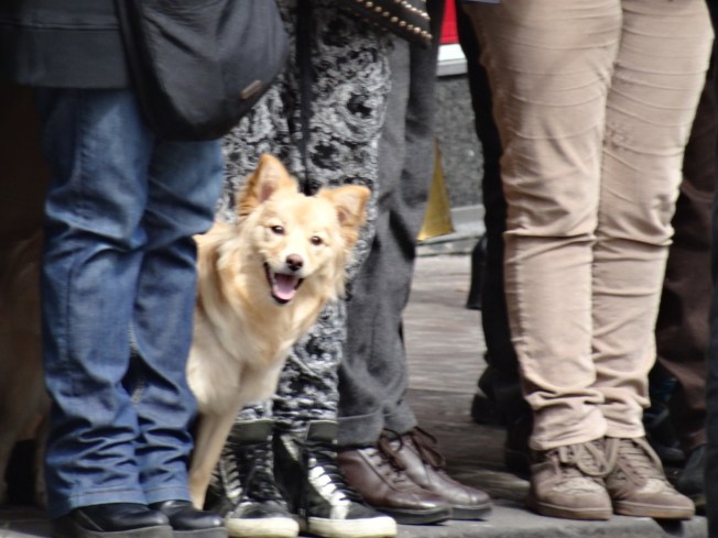 Dog waits for the Pope in Naples