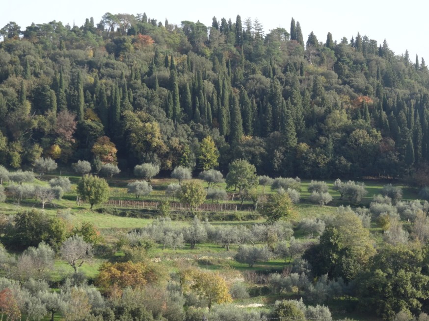The greenery around Fiesole