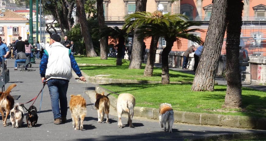 Taking the sun with dogs in Naples