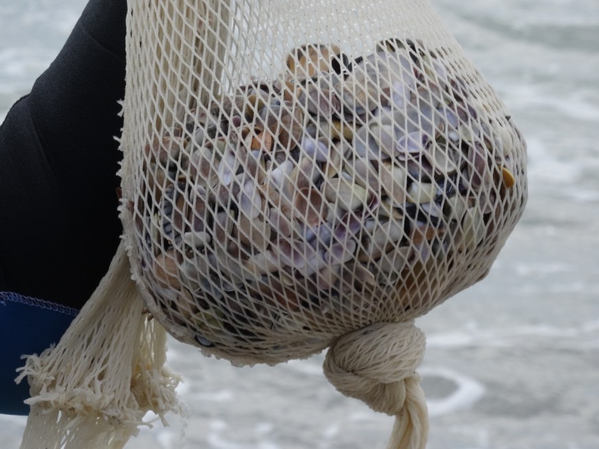 Telline - tiny, wedge-shaped smooth clams