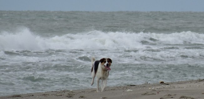 Dog - free as the wind