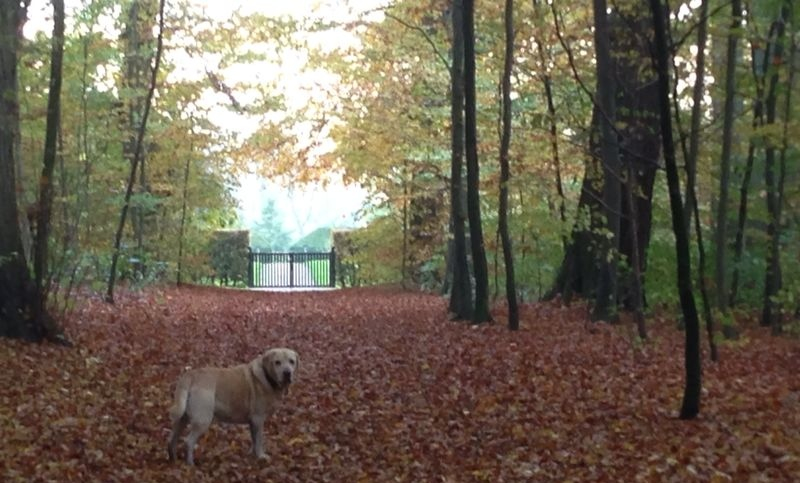 In the parks of Copenhagen