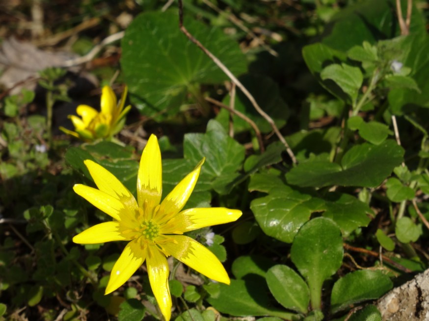 Hortus Conclusus in Benevento