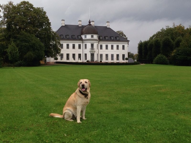 Django - in a public park in Copenhagen