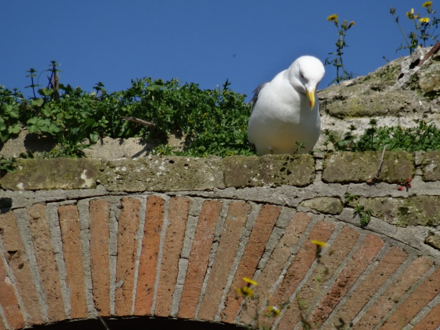 Peering in at what might have been in the Anfiteatro Flavio in Pozzuoli
