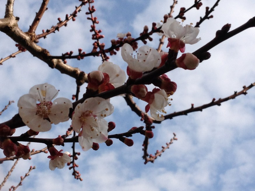 Blossom blooms across Italy