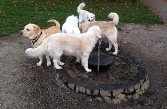 Django and his Danish blondes