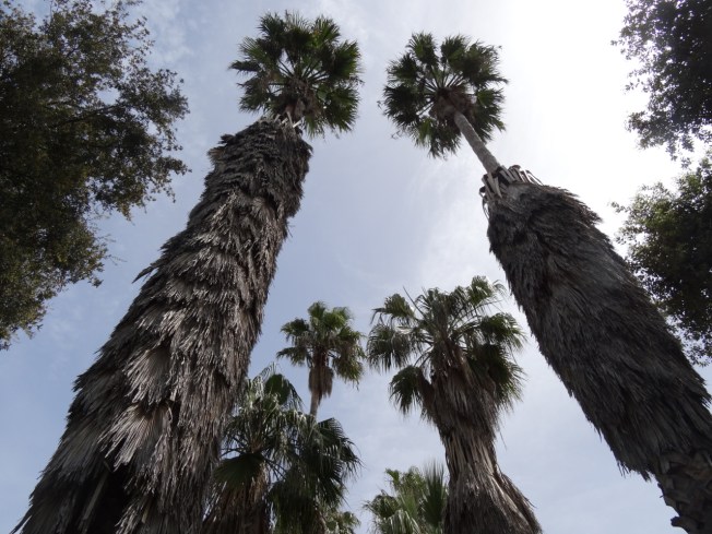 Old palm trees in the grounds of the Palazzo Reale di Portici