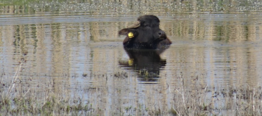 Water buffalo on Lago di Patria