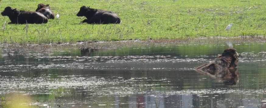 Green pasture on the edge of Lago di Patria