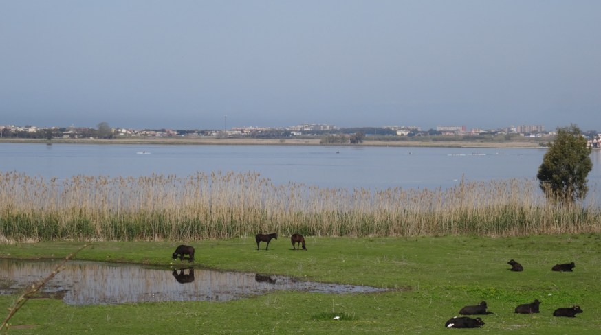 Rowers in the distance on Lago di Patria