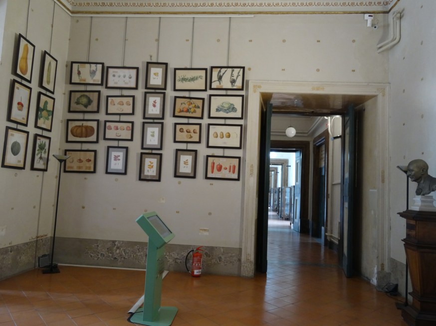Agricultural displays in the Palazzo Reale di Portici