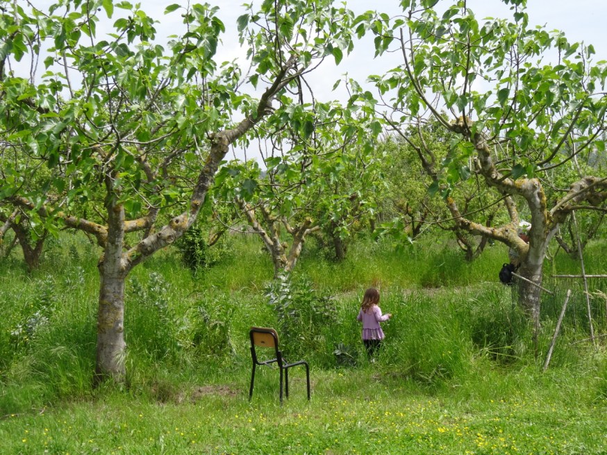 The orchard with the last of the bean crop
