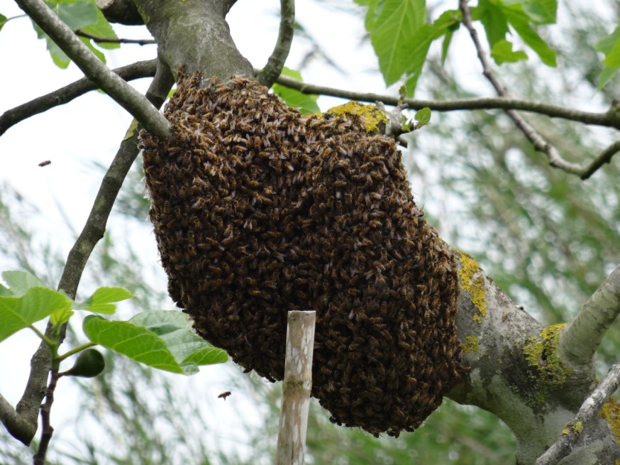 Bees swarming at the 'Sagra delle antiche taverne'