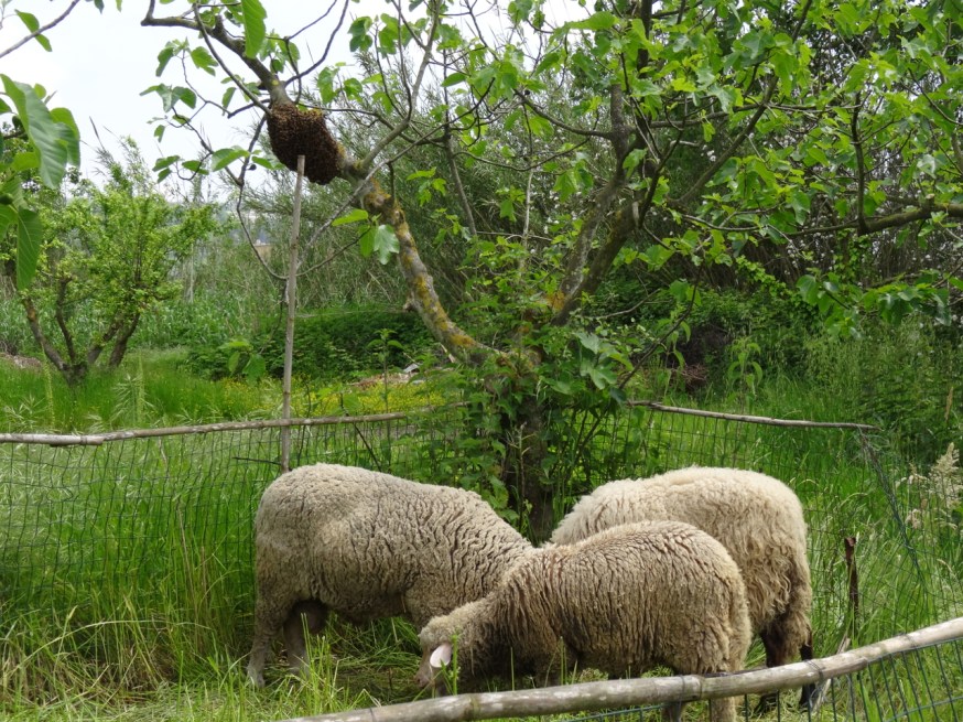 Sheep and bees in Campania, Italy