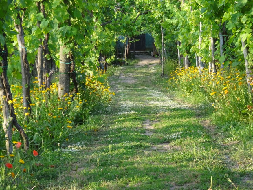 Vineyard on the edge of Lago d'Averno