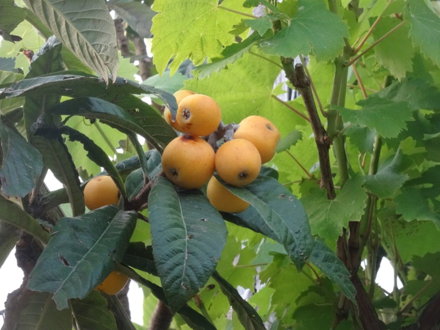 Apricots on the edge of Lago d'Averno