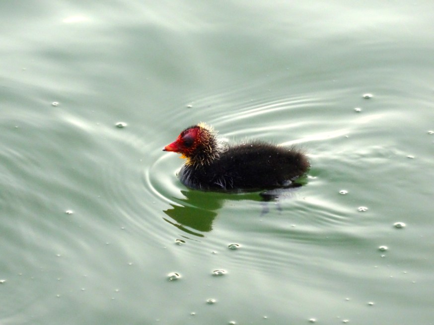 A young moorhen on Lago d'Averno