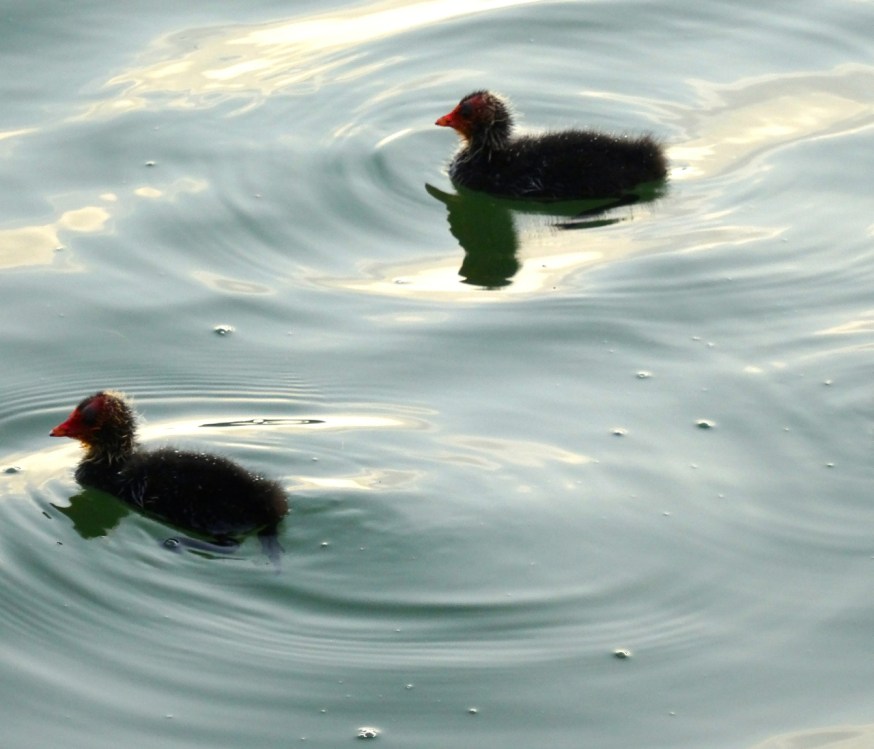 The young on Lago d'Averno