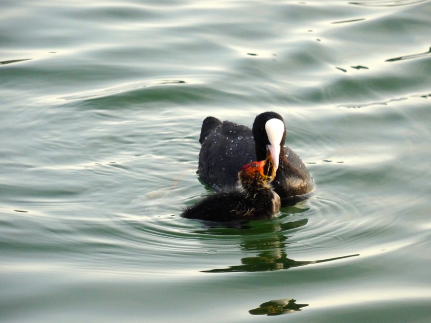 Feeding time on Lago d'Averno
