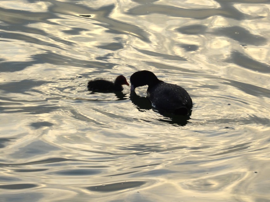 Lessons for the young on Lago d'Averno