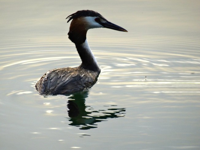 Crested Grebe on Lago d'Averno