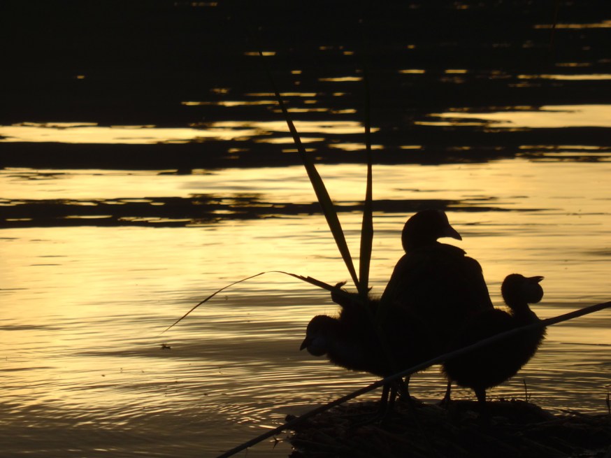 Mother and chicks on Lago d'Averno